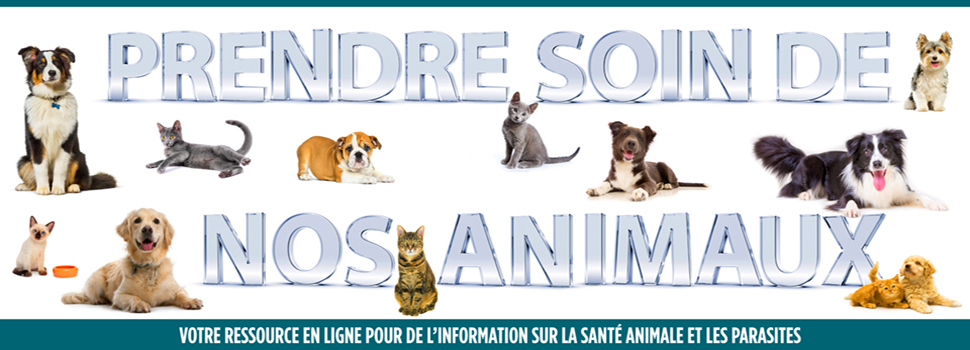 Prendre Soin De Nos Animaux